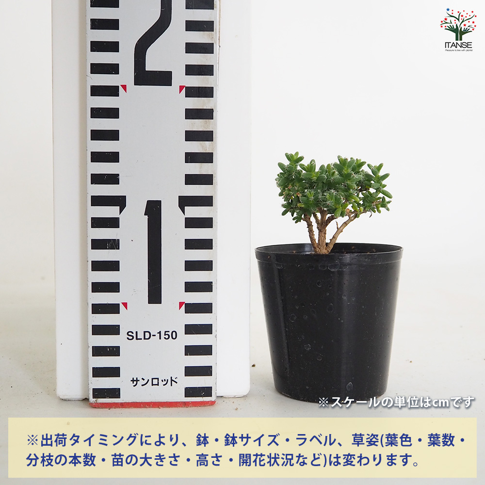 トリコディアデマ ブルボスム 姫紅小松 多肉植物 2.5号/1個売り