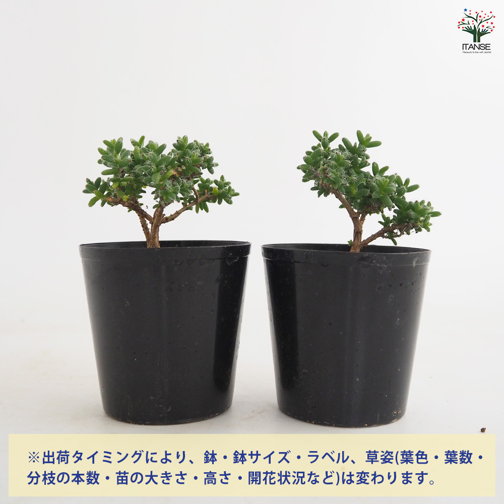 トリコディアデマ ブルボスム 姫紅小松 多肉植物 2.5号/1個売り