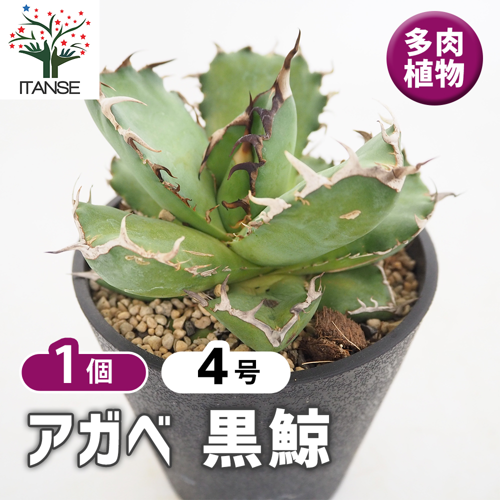 アガベ 黒鯨 多肉植物 4号/1個売り リビング オフィス 事務所