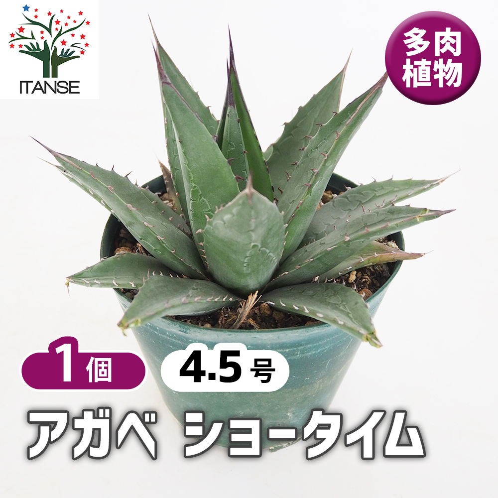 アガベ ショータイム 多肉植物 4.5号/1個売り リビング オフィス 事務
