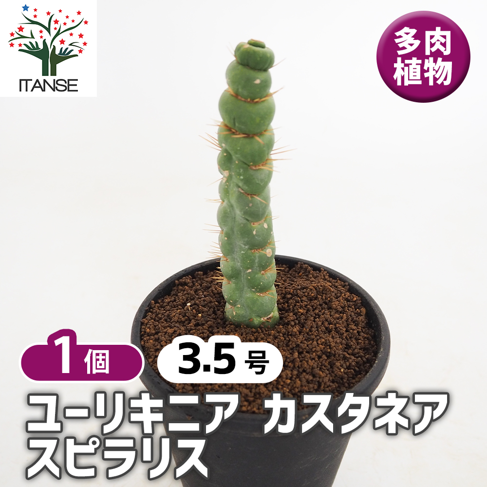 ユーリキニア カスタネア スピラリス 多肉植物 3.5号/1個売り サボテン