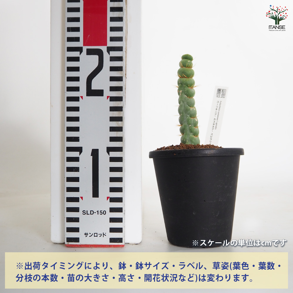 ユーリキニア カスタネア スピラリス 多肉植物 3.5号/1個売り サボテン
