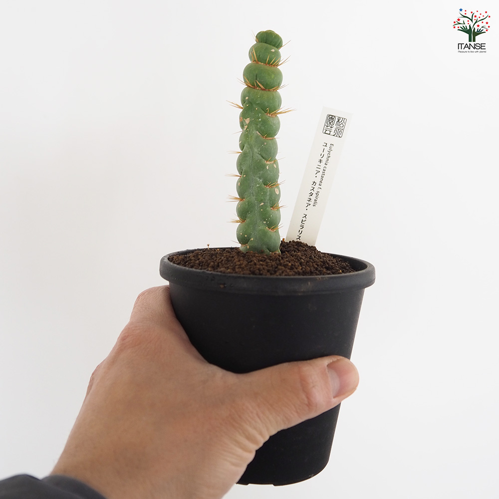 ユーリキニア カスタネア スピラリス 多肉植物 3.5号/1個売り サボテン