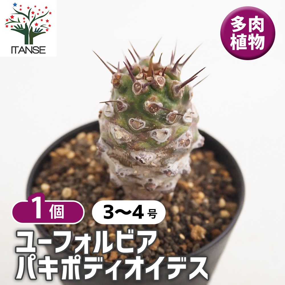 ユーフォルビア パキポディオイデス 多肉植物 3号/1個売り 花苗 お花