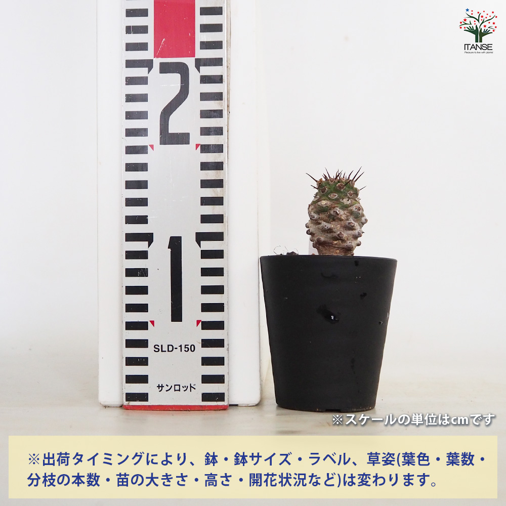 ユーフォルビア パキポディオイデス 多肉植物 3号/1個売り 花苗 お花 ユーフォルビア パキポディオイデス 多肉植物 3号/1個売り 花苗 お花
