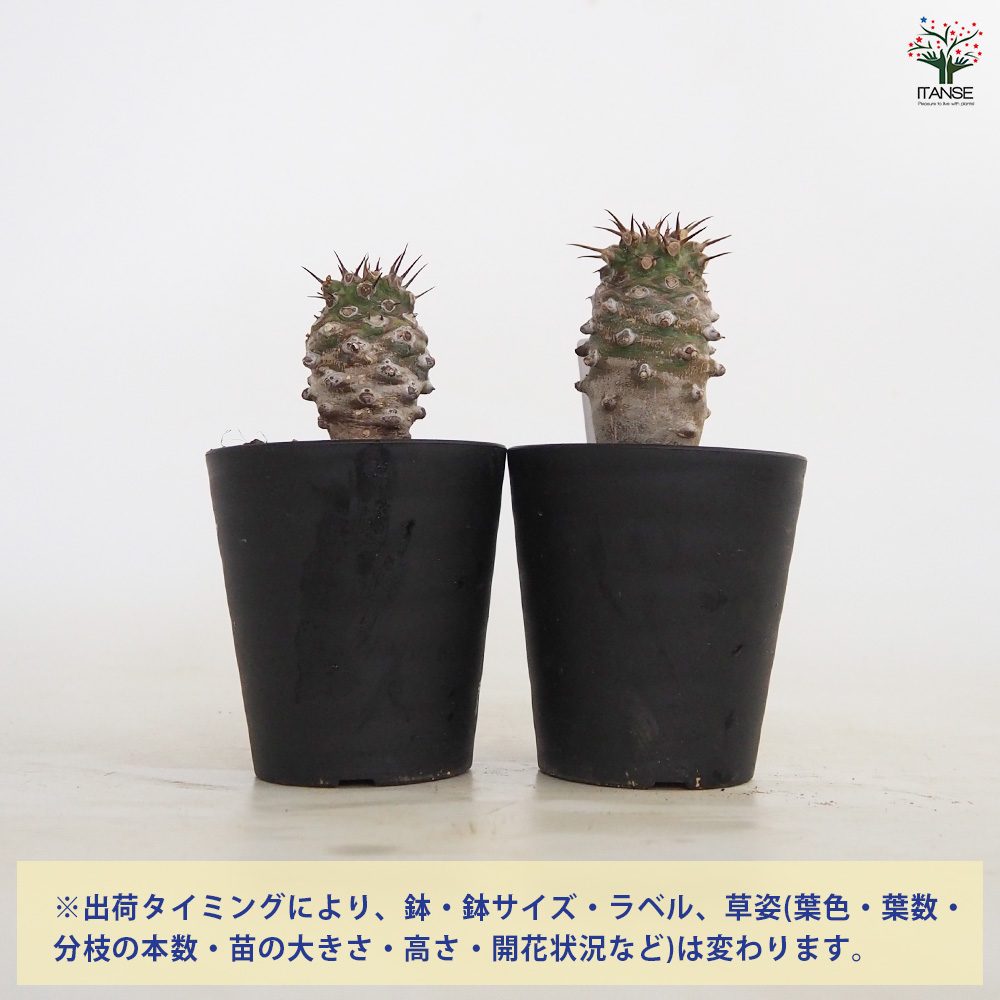 ユーフォルビア パキポディオイデス 多肉植物 3号/1個売り 花苗 お花