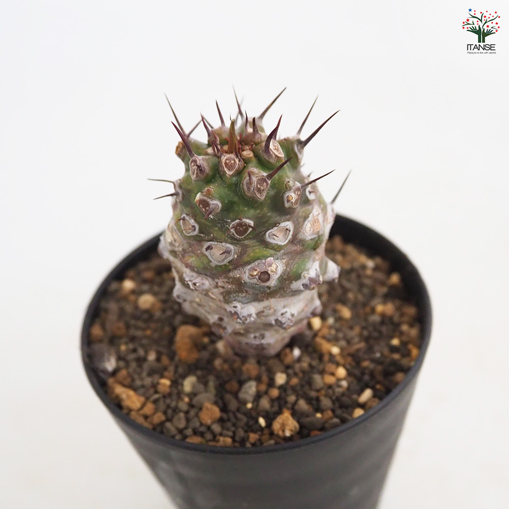 ユーフォルビア パキポディオイデス 多肉植物 3号/1個売り 花苗 お花