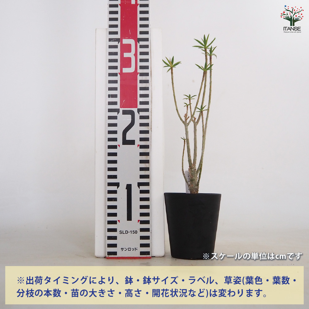 わ*様 多肉植物　ユーフォルビア　3.5寸8種8鉢　観葉植物 ユーフォルビア バルサミフェラ 多肉植物 3号/1個売り 花苗 お花
