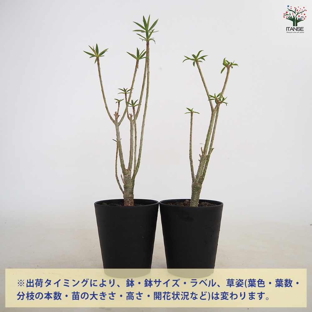 ユーフォルビア バルサミフェラ 多肉植物 3号/1個売り 花苗 お花