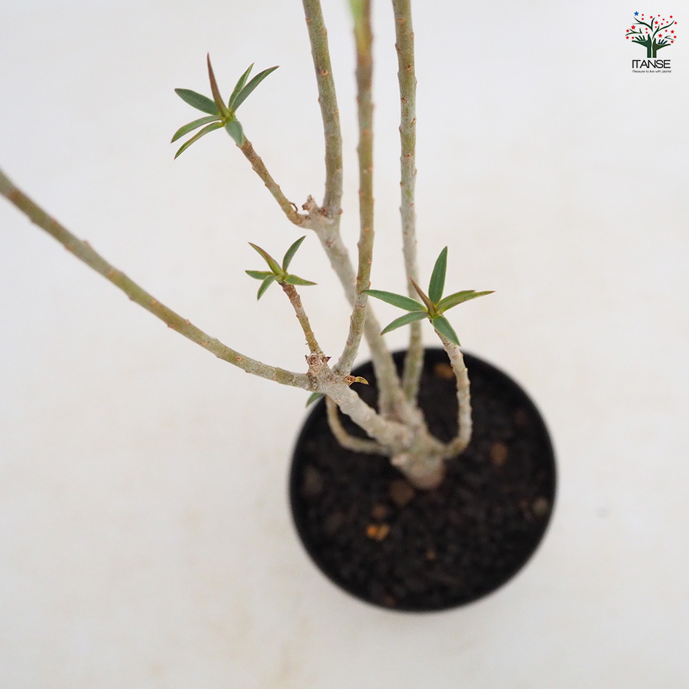 ユーフォルビア バルサミフェラ 多肉植物 3号/1個売り 花苗 お花