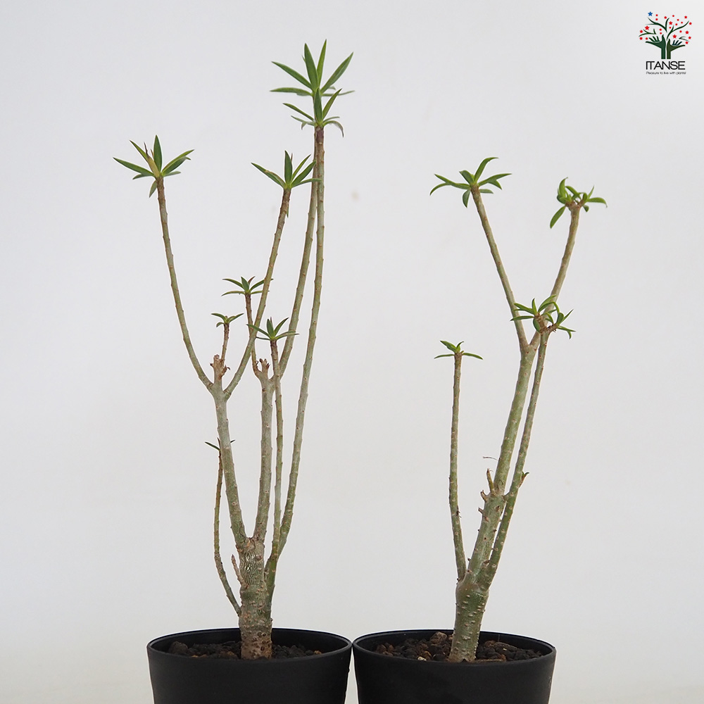 ユーフォルビア バルサミフェラ 多肉植物 3号/1個売り 花苗 お花