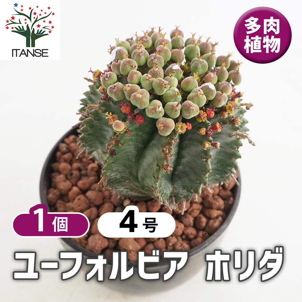 ユーフォルビア ホリダ 多肉植物 4号/1個売り 花苗 お花 宿根草 多年草