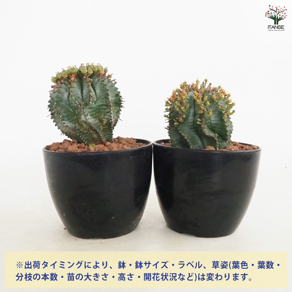 ユーフォルビア ホリダ 多肉植物 4号/1個売り 花苗 お花 宿根草 多年草