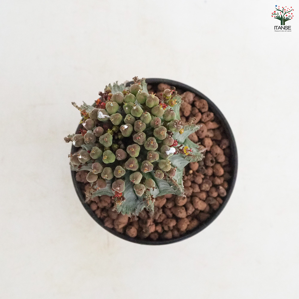 ユーフォルビア ホリダ 多肉植物 4号/1個売り 花苗 お花 宿根草 多年草