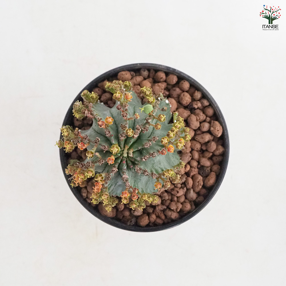 ユーフォルビア ホリダ 多肉植物 4号/1個売り 花苗 お花 宿根草 多年草