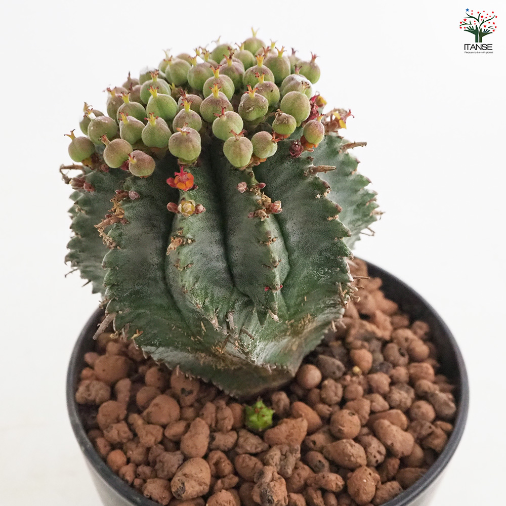 【観葉植物】ユーフォルビアホリダ 10eeacfde01944de9629f2aea8eeb1