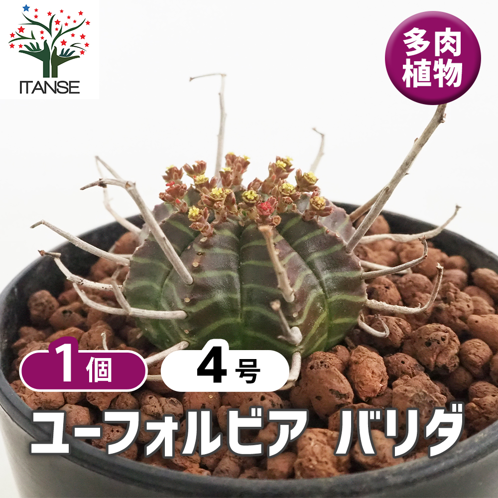 ユーフォルビア バリダ 多肉植物 4号/1個売り 花苗 お花 宿根草 多年草