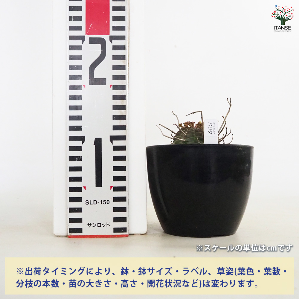 ユーフォルビア バリダ 多肉植物 4号/1個売り 花苗 お花 宿根草 多年草