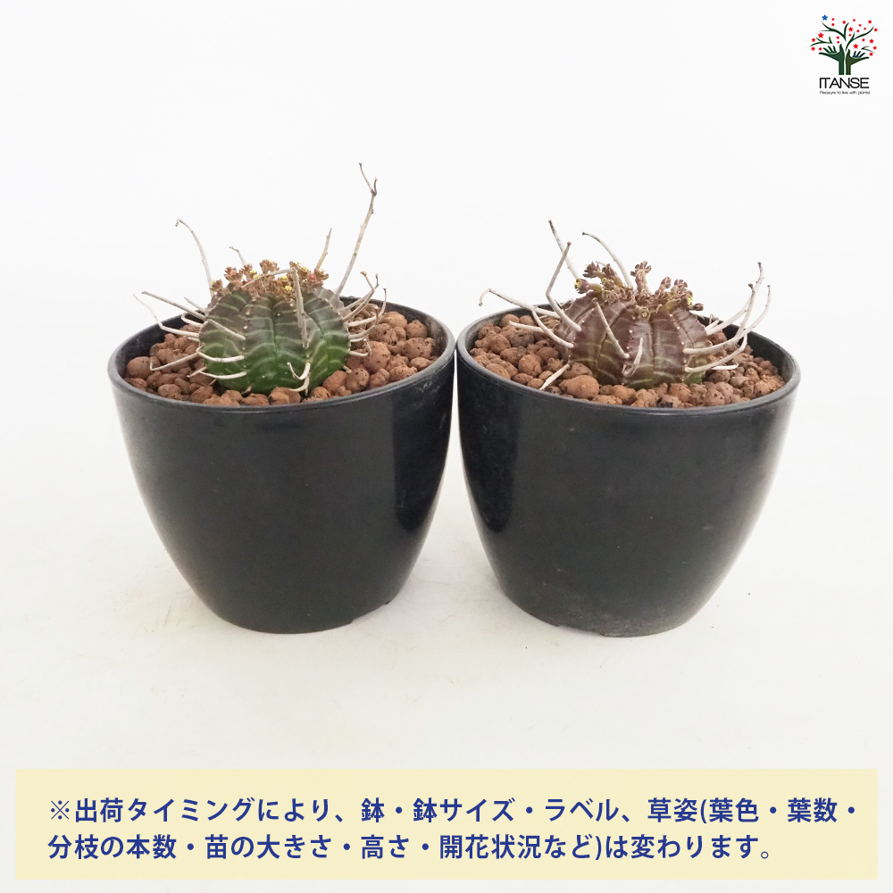 ユーフォルビア バリダ 多肉植物 4号/1個売り 花苗 お花 宿根草 多年草