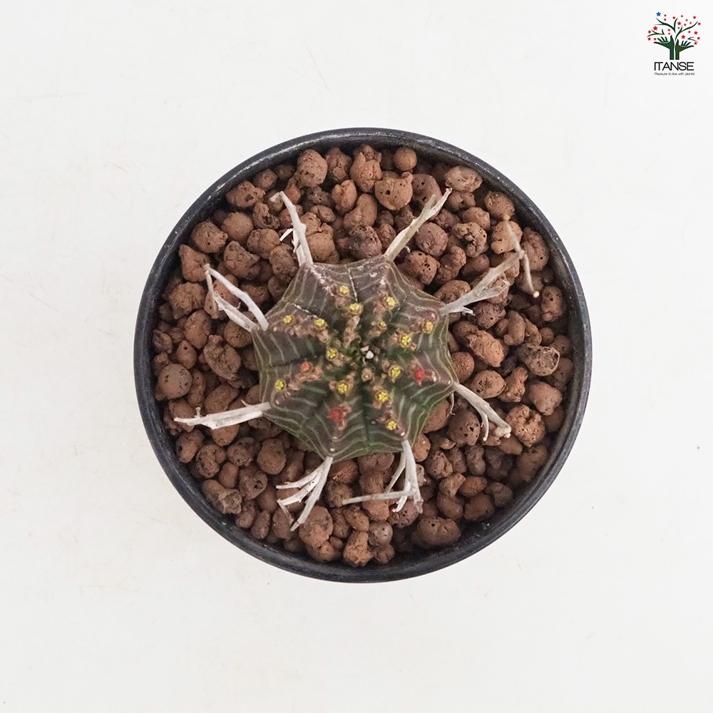 ユーフォルビア バリダ 多肉植物 4号/1個売り 花苗 お花 宿根草 多年草