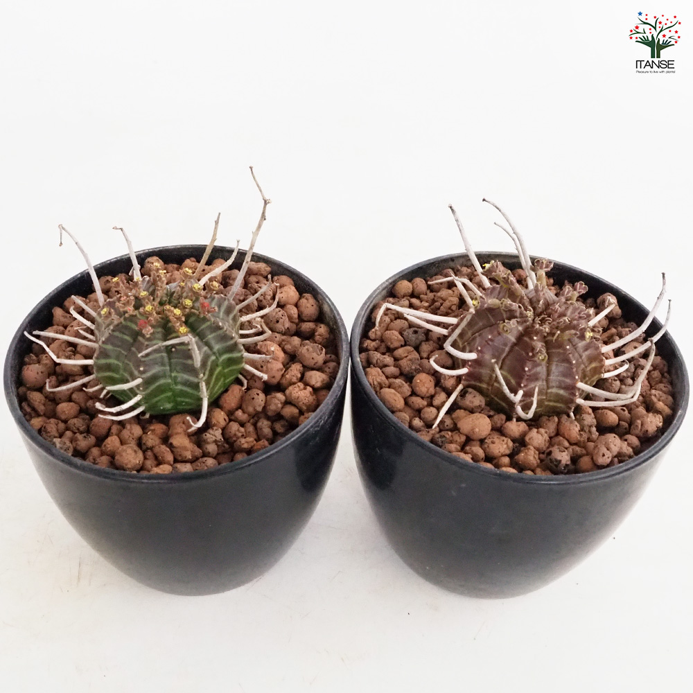 ユーフォルビア バリダ 多肉植物 4号/1個売り 花苗 お花 宿根草 多年草