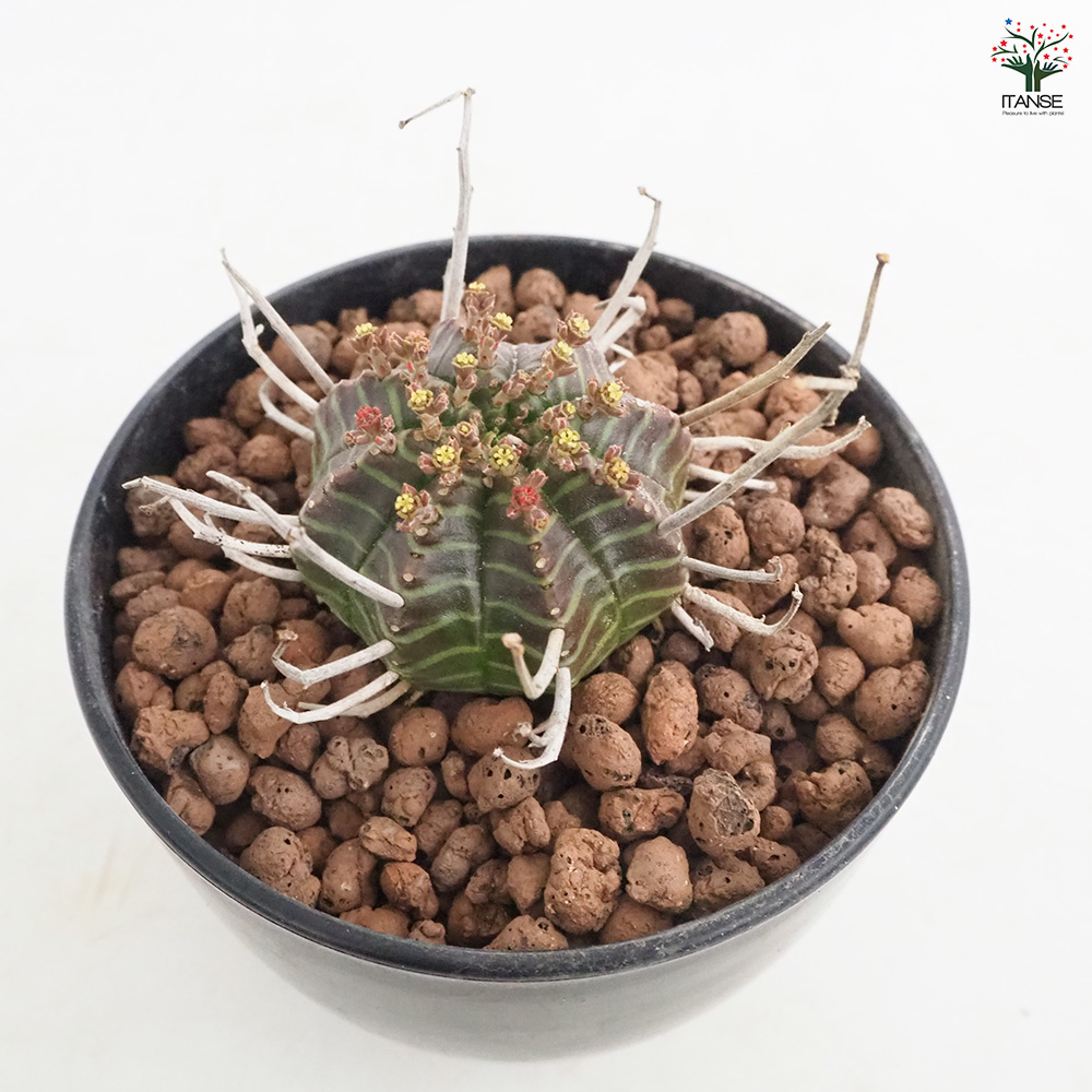ユーフォルビア バリダ 多肉植物 4号/1個売り 花苗 お花 宿根草 多年草