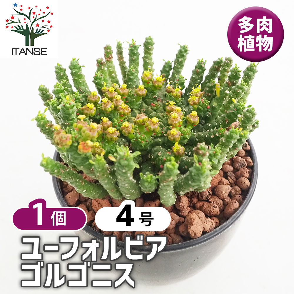 ユーフォルビア ゴルゴニス 多肉植物 4号/1個売り 花苗 お花 宿根草