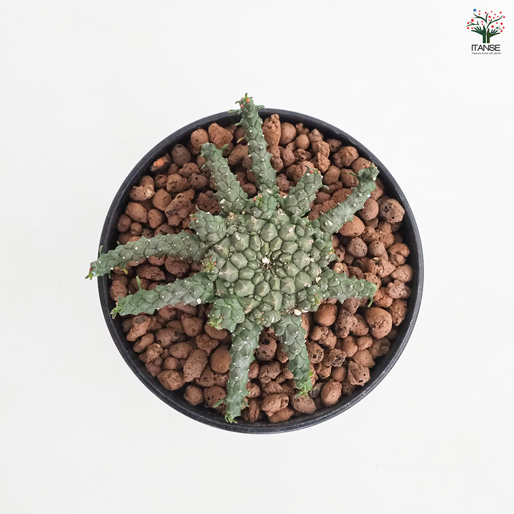ユーフォルビア ゴルゴニス 多肉植物 4号/1個売り 花苗 お花 宿根草