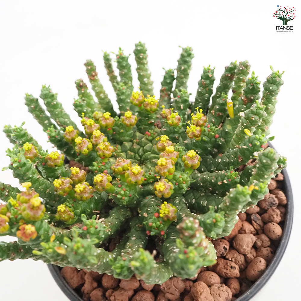 ユーフォルビア ゴルゴニス 多肉植物 4号/1個売り 花苗 お花 宿根草