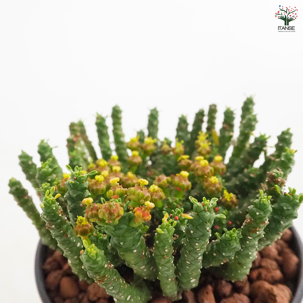 ユーフォルビア ゴルゴニス 多肉植物 4号/1個売り 花苗 お花 宿根草