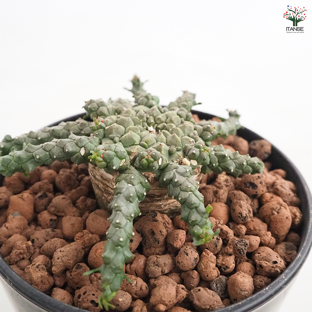 【珍品】ユーフォルビア チャールズウィルソニアナ 多肉植物 サボテン 塊根 希少 Yahoo!オークション - ユーフォルビア チャールズウィルソニアナ 多肉
