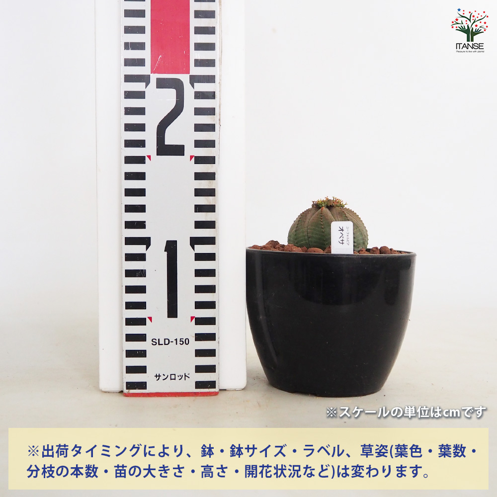 ユーフォルビア オベサ 多肉植物 4号/1個売り 花苗 お花 宿根草 多年草
