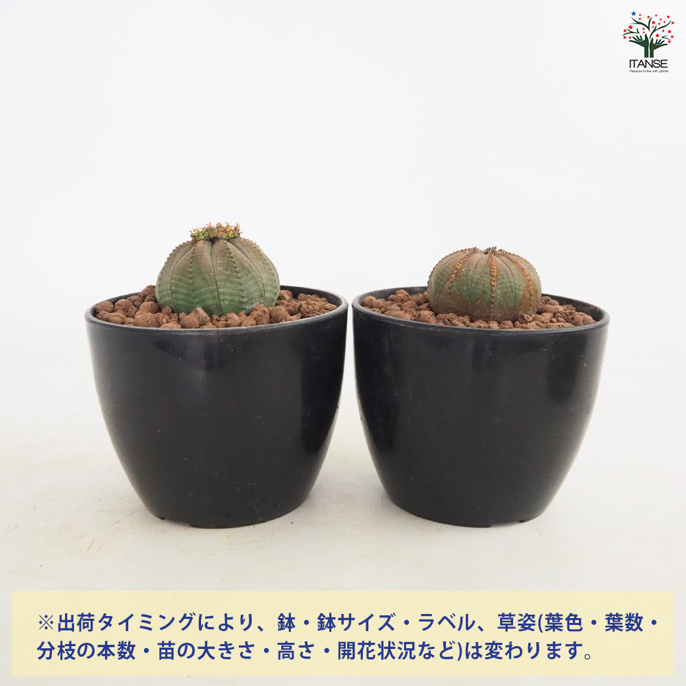 ユーフォルビア オベサ 多肉植物 4号/1個売り 花苗 お花 宿根草 多年草