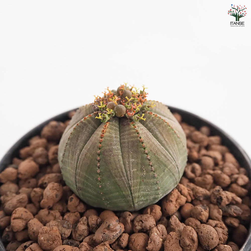 ユーフォルビア オベサ 多肉植物 4号/1個売り 花苗 お花 宿根草 多年草