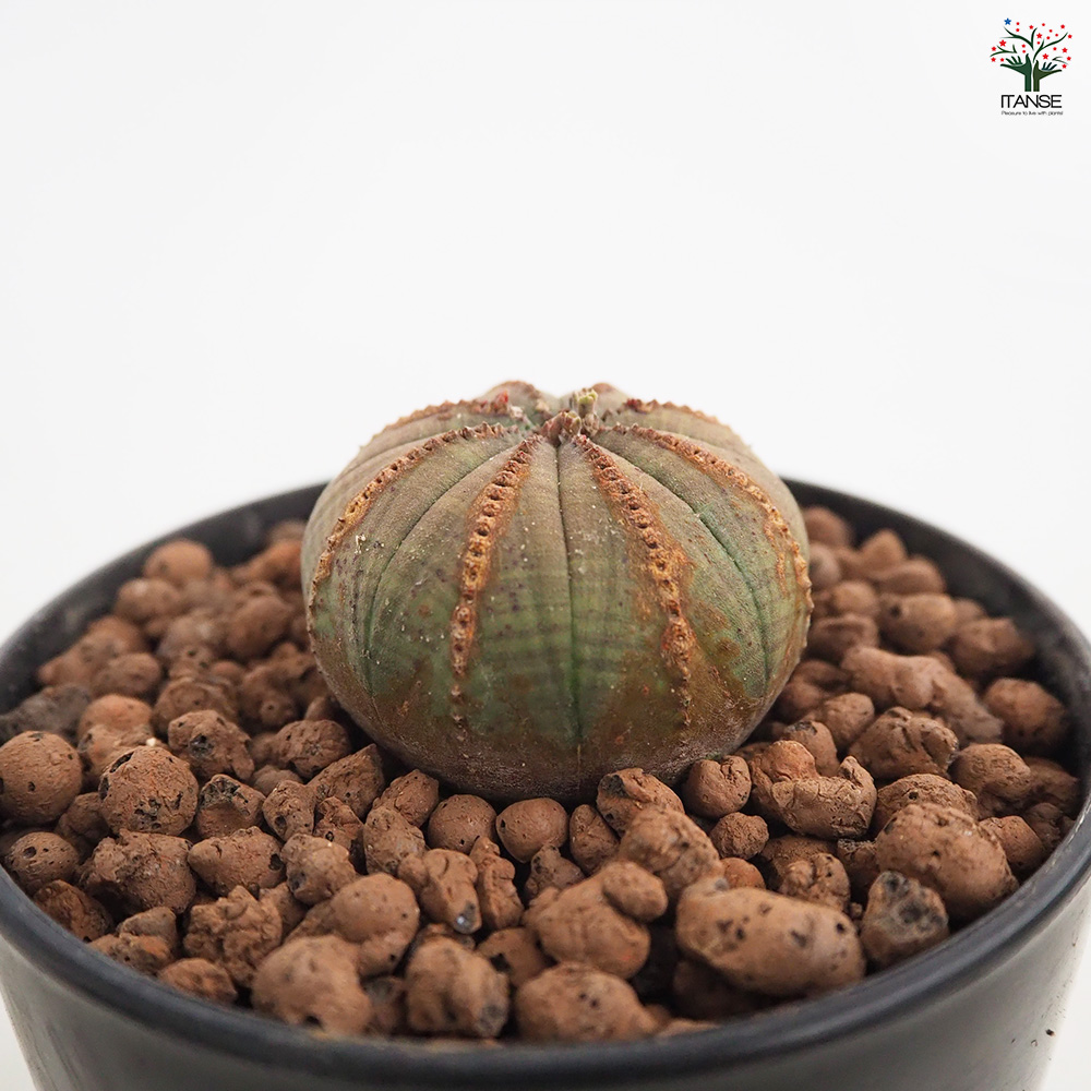 ユーフォルビア オベサ 多肉植物 4号/1個売り 花苗 お花 宿根草 多年草