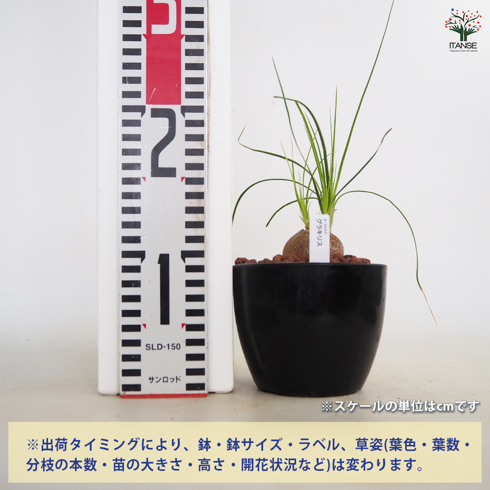 ボーカルネア グラキリス 多肉植物 4号/1個売り 塊根植物