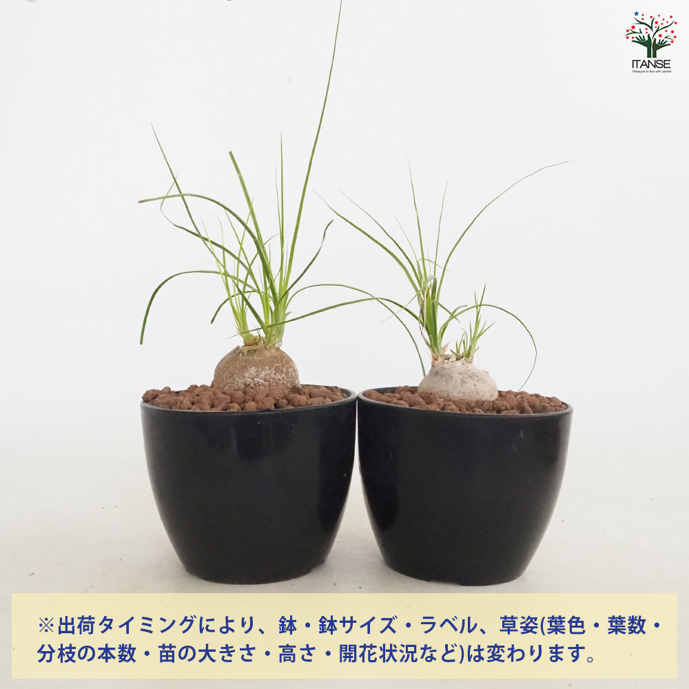 【J出品】ボーカルネア グラキリス　9株 ボーカルネア グラキリス 多肉植物 4号/1個売り 塊根植物