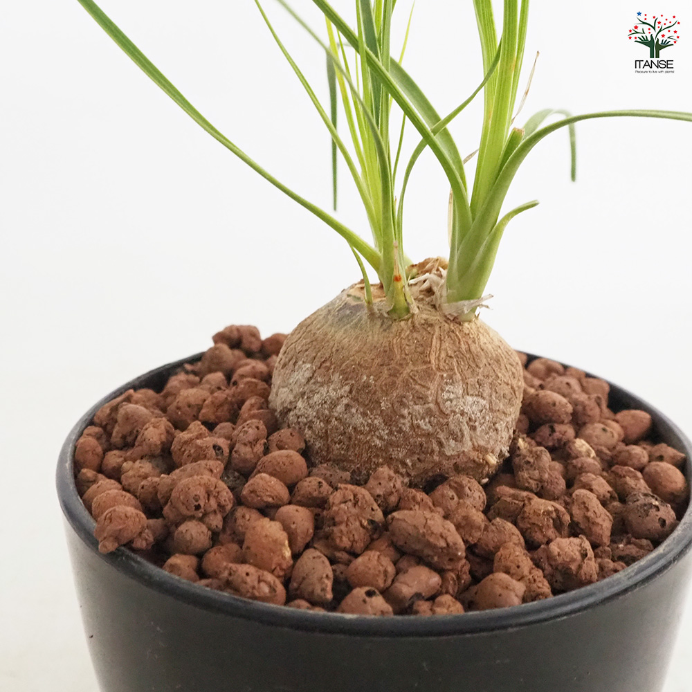 ボーカルネア グラキリス 多肉植物 4号/1個売り 塊根植物
