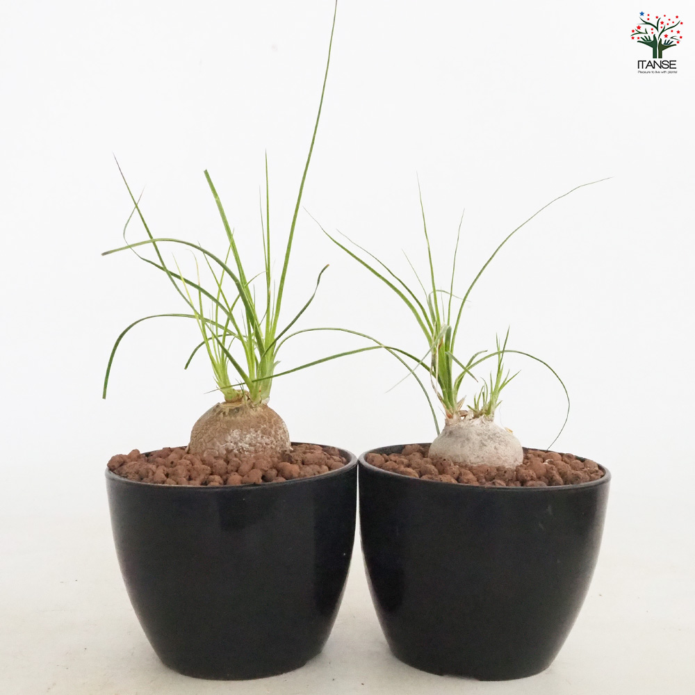 ボーカルネア グラキリス 多肉植物 4号/1個売り 塊根植物