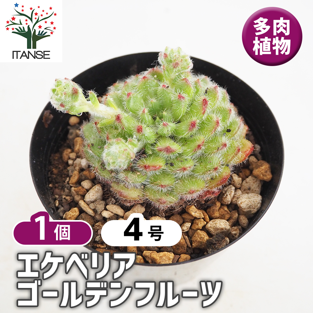 エケベリア ゴールデンフルーツ 多肉植物 4号/1個売り 観葉植物