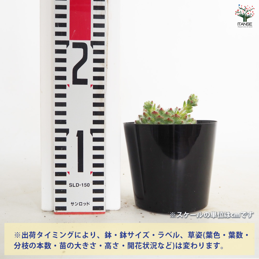 Top【選抜株】多肉植物　362397ゴールデン ヴェール　54個　鉢無し/脱土 エケベリア ゴールデンフルーツ 多肉植物 4号/1個売り 観葉植物