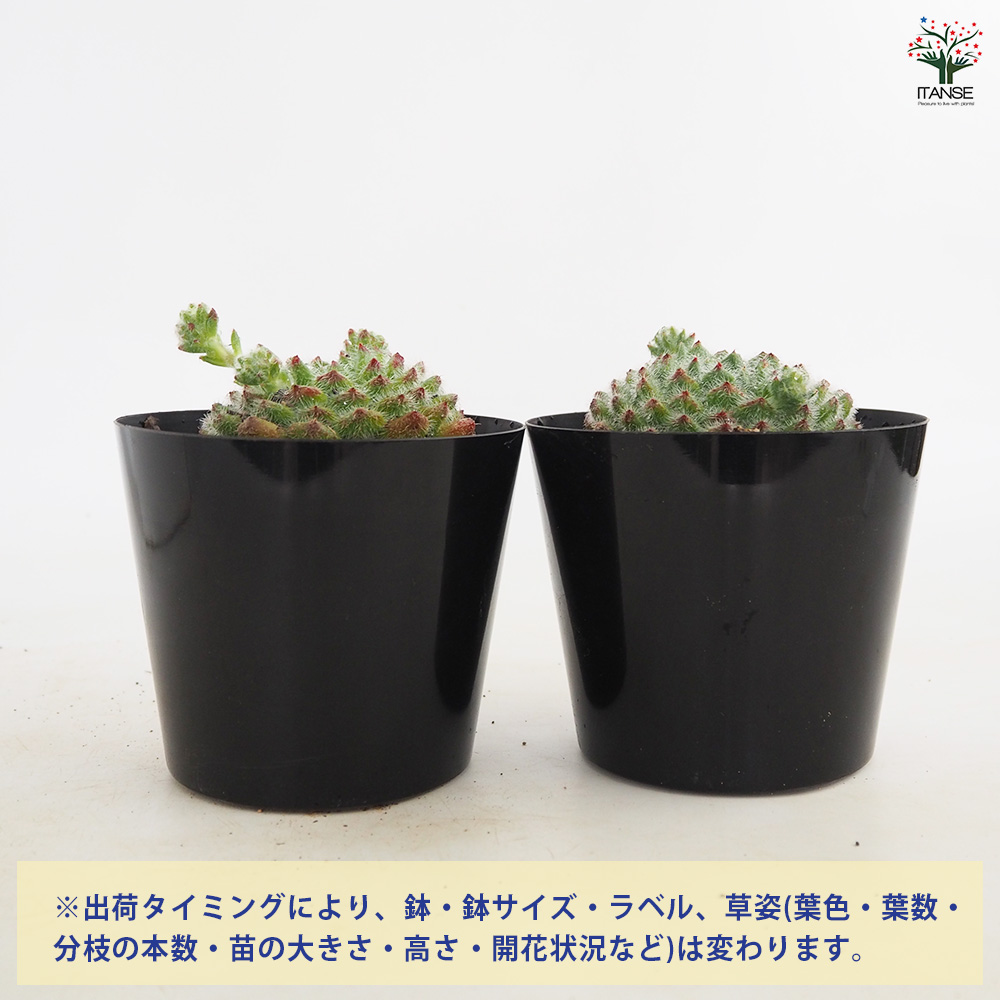 エケベリア ゴールデンフルーツ 多肉植物 4号/1個売り 観葉植物
