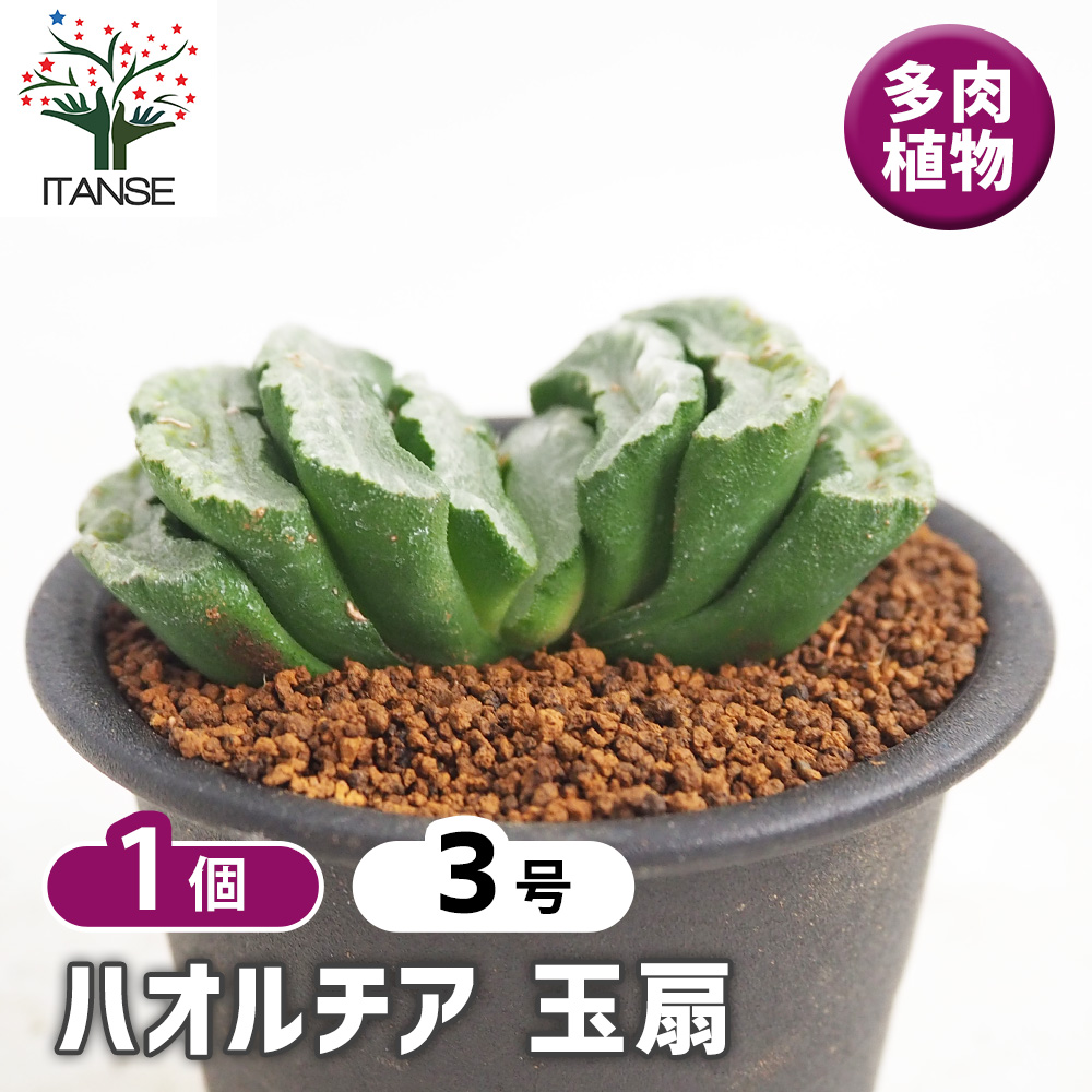 ハオルチア 玉扇 多肉植物 3号/1個売り ハオルチア属 ハオルシア 観葉
