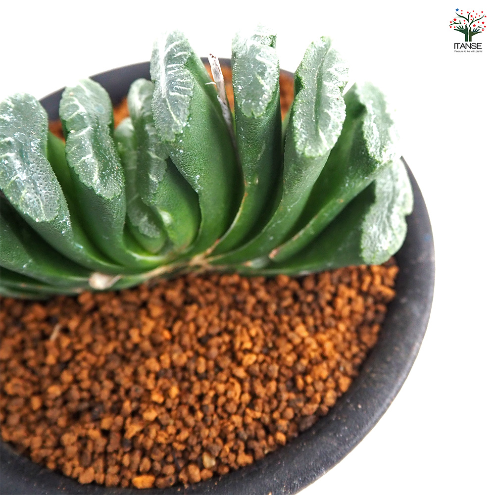 ハオルチア 玉扇 多肉植物 3号/1個売り ハオルチア属 ハオルシア 観葉