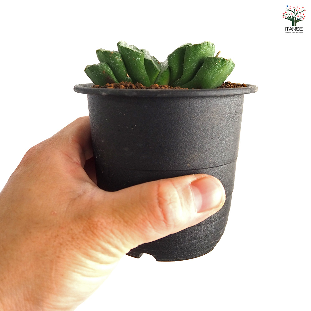 ハオルチア 玉扇 多肉植物 3号/1個売り ハオルチア属 ハオルシア 観葉