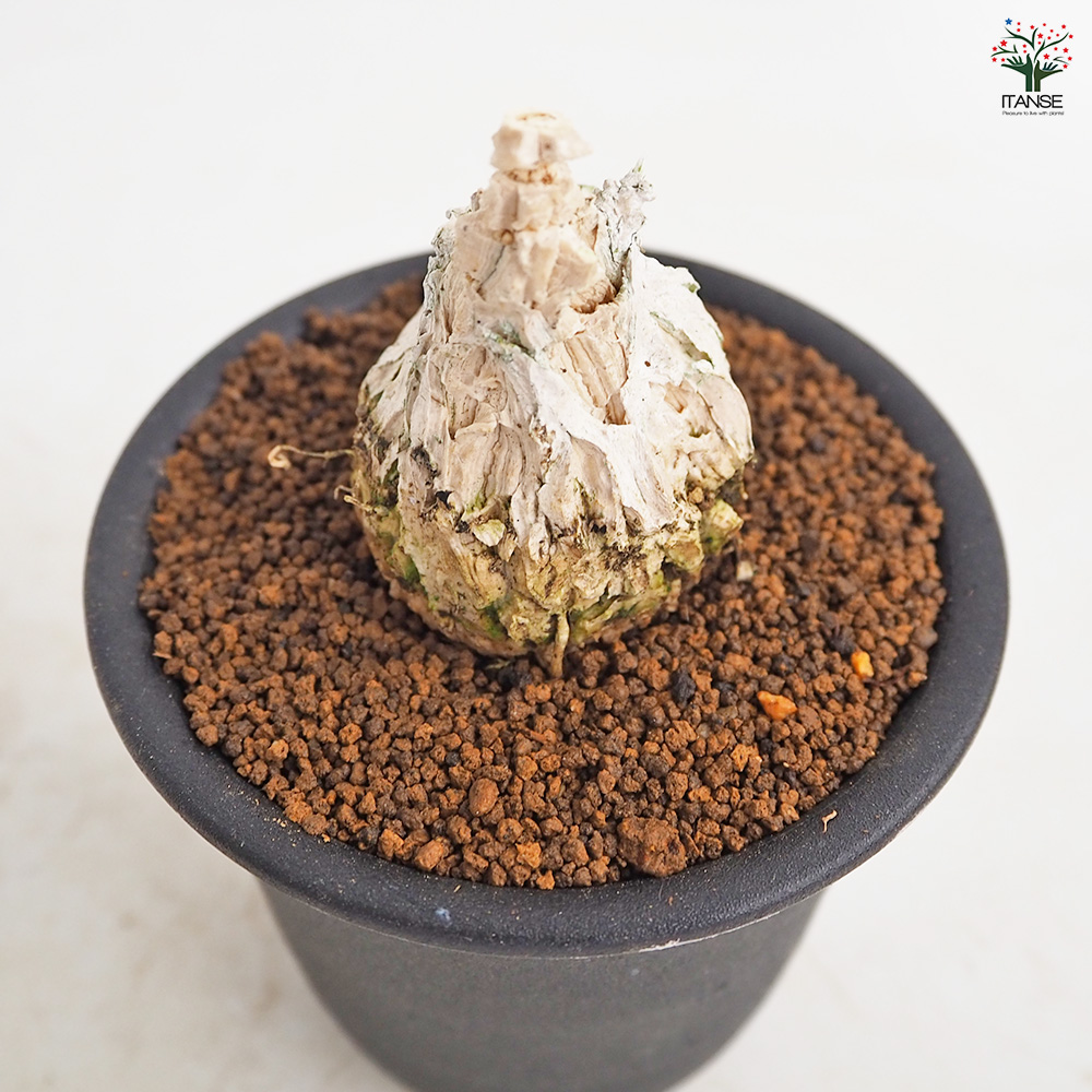 マテレア シクロフィラ 多肉植物 3号/1個売り 塊根植物インテリア 観賞