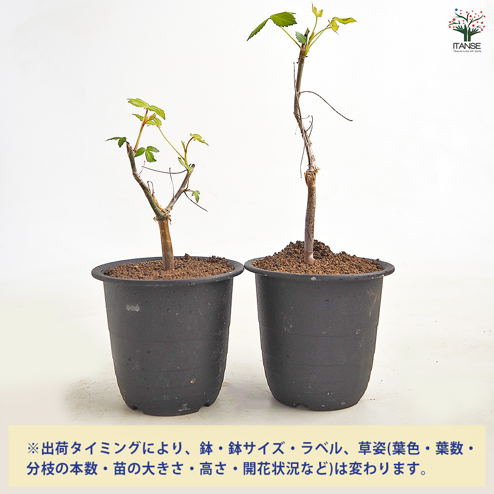 コミフォラ ホルトジアナ 多肉植物 3号/1個売り 塊根植物インテリア