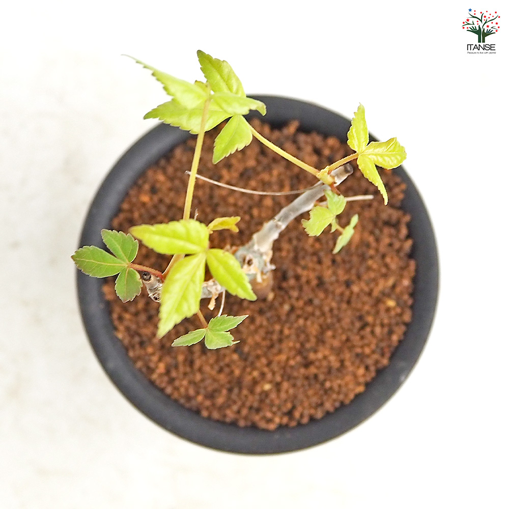 コミフォラ ホルトジアナ 多肉植物 3号/1個売り 塊根植物インテリア