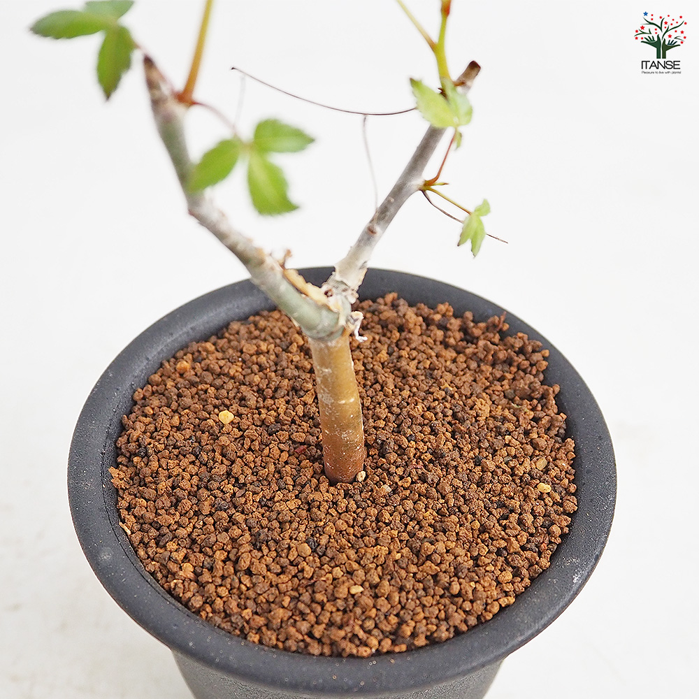コミフォラ ホルトジアナ 多肉植物 3号/1個売り 塊根植物インテリア