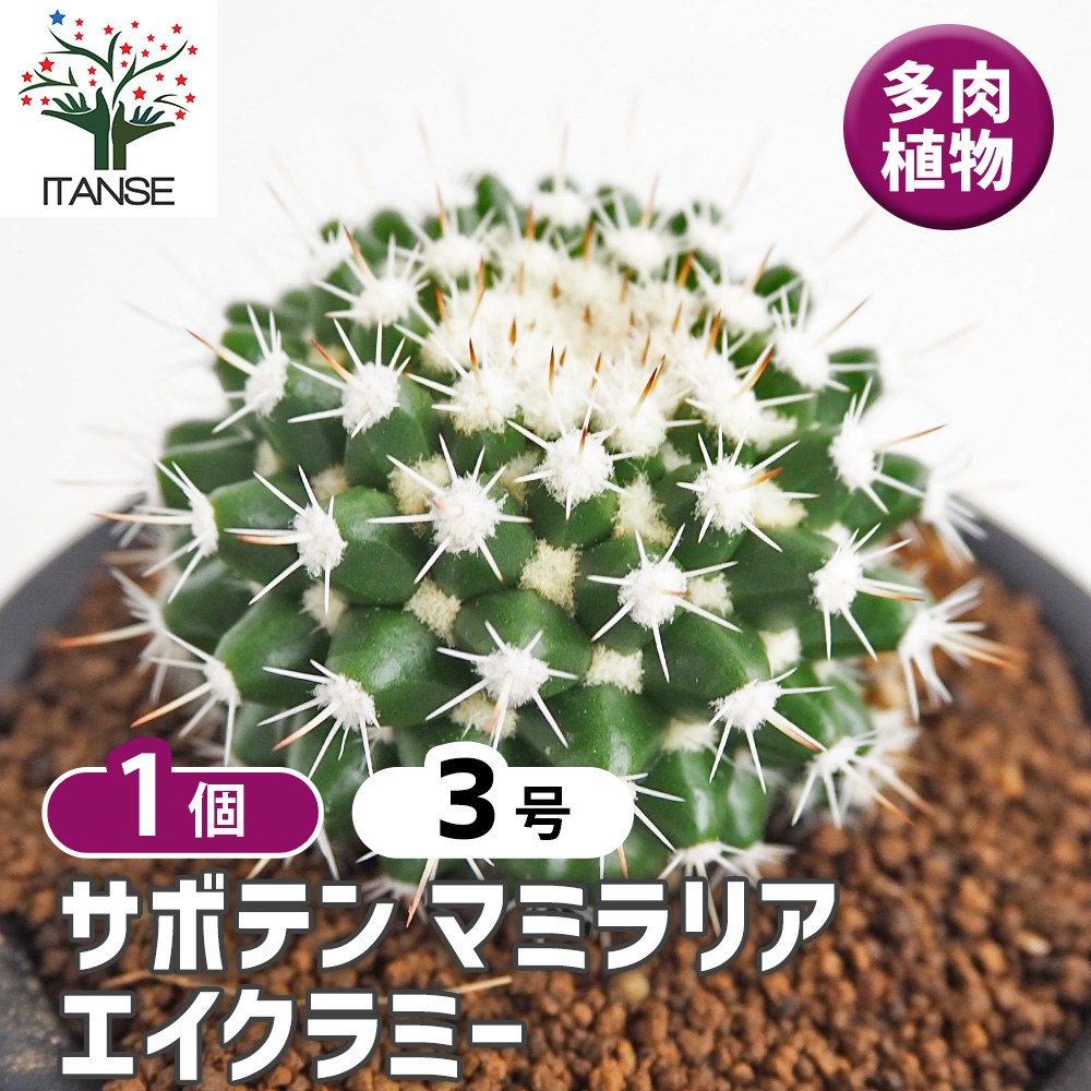 サボテン マミラリア エイクラミー 多肉植物 3号/1個売り さぼてん